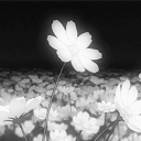 Noir Discord server icon