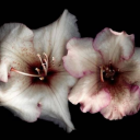 soulcrypt : bleed with me