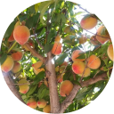 ⋆˚.The Garden ˚. 𖦹 Discord server icon