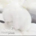 bunnies