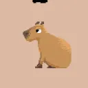 Capybara Shop Asa