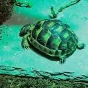 Terrarium de Tortueur server icon
