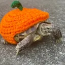 Server icon for Terrarium de Tortueur