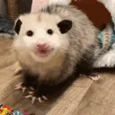 Opossum Studios