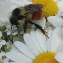 hive