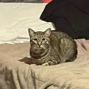 Silly country's icon