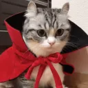 Komaru Cats Projects