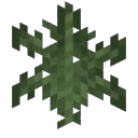 Fern