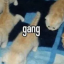 Da Whisker Cafe Server Icon