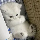 mikoTo — мониторинг Discord сервера, статистика и рейтинг