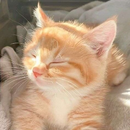 Discovery icon for ₍ˆ. .ˆ₎⟆ Catcore! social . giveaways . emotes . guilds Discord server