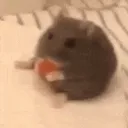 Ari