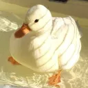 🦆𝓓𝓾𝓬𝓴𝓲𝓮𝓼 𝓬𝓾𝓵𝓽🐥