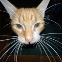 MEOW Tag - Deep Sea Creature Fan Club avatar