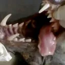 cornnclub