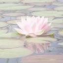 ⌗ㆍノfleur. ❛🪷❛ Discord server icon