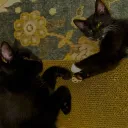 Katzenwald :)