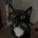 Katzenwald :)