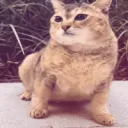 i would delete but ownership acc got banned