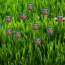 Watermemon Patch