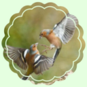 ❛ The Nest 。❜ Discord server icon