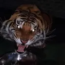 ssʜɪᴏ