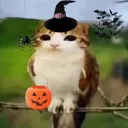 spooky meowl