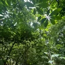 The forest