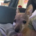 chihuahuas