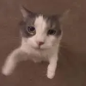 Roblox-Memories — мониторинг Discord сервера, статистика и рейтинг