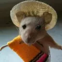 Rat Revitalization Service