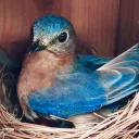 ✥🪺﹐(The Bird's Nest) ．﹗🪺