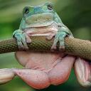Frog Nation Discord Server Icon
