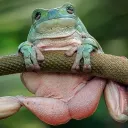 Frog Nation