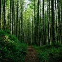 🍃Twilight Woodland🕊 (Indev)