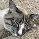 あるさばさば