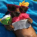 🌭 /weiner  ᵎᵎ  chatsㆍgiveawaysㆍfun