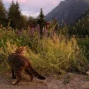  The Southern Paws  Discord Server Icon