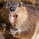 Eager Beavers