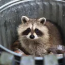 Dumpster Cult