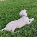 DOGS π WORLD