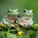 froggie pond
