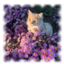 ︔　　🐾　　✦　　/pawzz Discord server icon