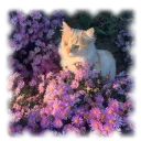 ︔　　🐾　　✦　　/pawzz