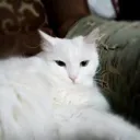Whatafuckyou сервер