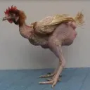 𝐒𝐢𝐠𝐦𝐚 𝐋𝐚𝐧𝐝
