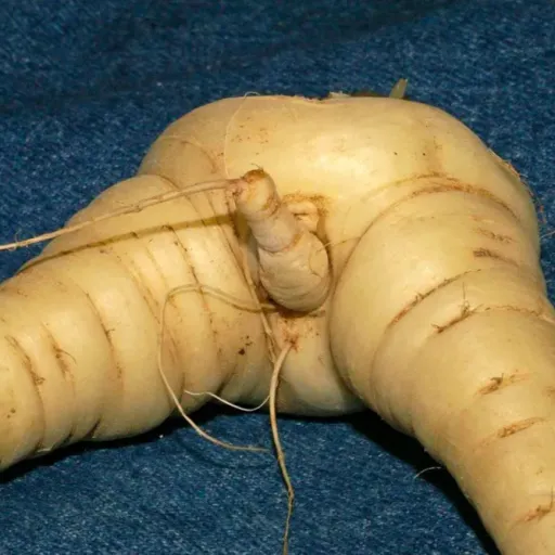 __...<<ЧЛЕН>>...__ — мониторинг Discord сервера, статистика и рейтинг