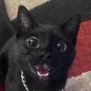 catz