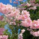 ♡ 𝒞𝓊𝓉𝒾ℯ𝒸ℴ𝓇ℯ ♡ Server Icon