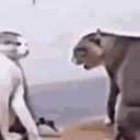 Team Fights || RP SERVER